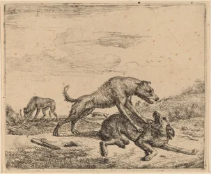 Kamphundar