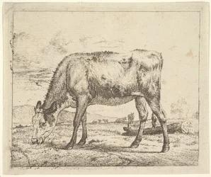 Betande kalv, från olika djur, 1658.