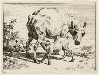Lammet