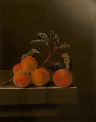 Stilleben med fem aprikoser, 1704