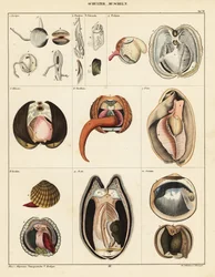 Anatomi av musslor, 1841 (litografi)