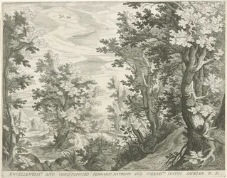 skogslandskap