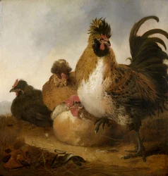 En tupp och hönor