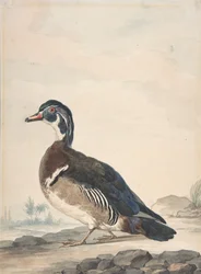 En anka, 1725-92.