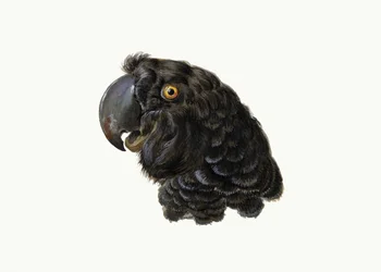Kakadua