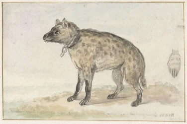 Fläckig hyena