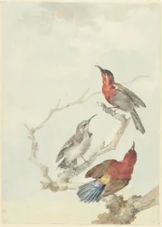 Tre Crimson Sunbirds