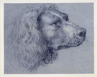 Huvudstudie av en spaniel