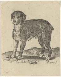 stående hund
