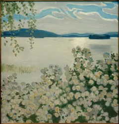 Vita rosor