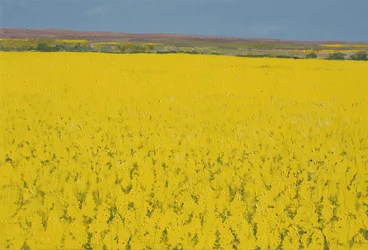 Rape Field, 2003