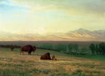 Buffalo on the Plains, ca 1890