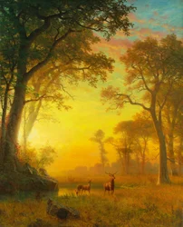Ljus i skogen