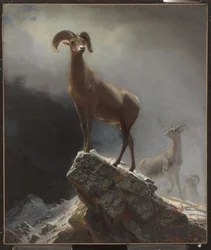 Rocky Mountain Sheep eller Big Horn, Ovis, Montana, c.1884