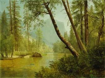 Solbelyst skog