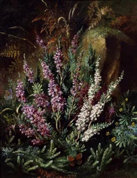 Stilleben med ljung och fjärilar. Målning av Albert Durer Lucas (1828-1918) Privat samling.
