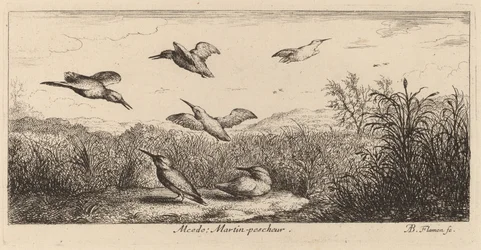 Alcedo, Kungsfiskaren
