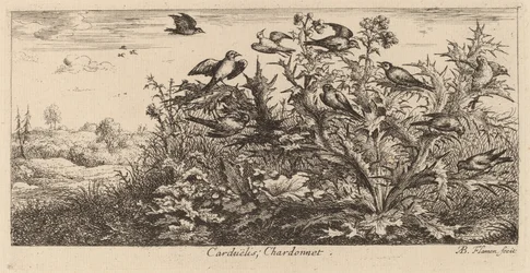 Carduelis, Guldfinken