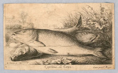 Karp
