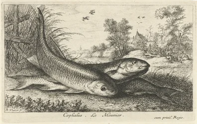 Tre färnar på en flodstrand cefalus. Le Meunier. (titel på objekt) Fiskar och andra havsdjur - första serien i sötvatten (serietitel) Diverse Especes de Poissons d