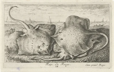 Tre strålar på stranden raja. La Raye. (titel på objekt) Fiskar och andra havsdjur - saltvattens andra serie (serietitel) Poissons de mer (serietitel)