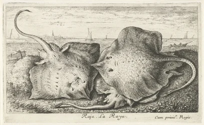 Tre strålar på stranden Raja. La Raye. (titel på objekt) Fiskar och andra havsdjur - saltvattens andra serie (serietitel) Poissons de mer (serietitel)