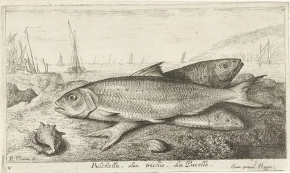 Tre fiskar på stranden Pulchella, olim trichis. La Pucelle. (titel på objekt) Fiskar och andra havsdjur - saltvatten första serie (serietitel) Diverses Especes de Poissons de mer (serietitel)
