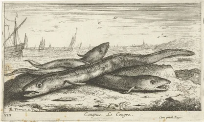 Tre havålar på stranden Congrus Le Congre. (titel på objekt) Fiskar och andra havsdjur - saltvatten första serie (serietitel) Diverses Especes de Poissons de mer (serietitel)