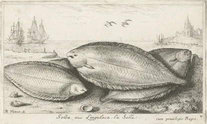 Tre sulor på stranden Solea siue Lingulaca. La Solle. (titel på objekt) Fiskar och andra havsdjur - saltvatten tredje serie (serietitel) Poissons de mer (serietitel)