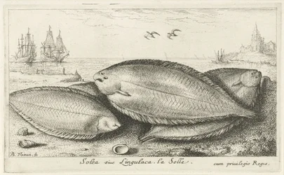 Tre sulor på stranden Solea siue Lingulaca. La Solle. (titel på objekt) Fiskar och andra havsdjur - saltvatten tredje serie (serietitel) Poissons de mer (serietitel)