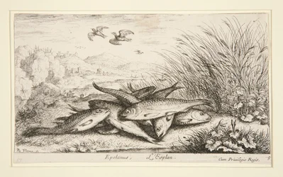 Epelanus, L