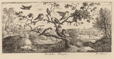 Ficedula, domherren