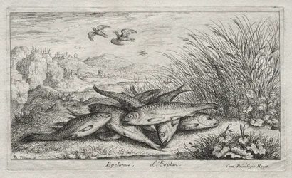 Sötvattenfisk, del II: Epelanus, L