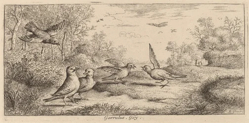 Garrulus, Jay