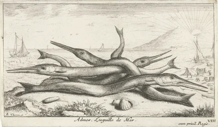 Garfish på stranden Admos. Lesguille de Mer. (titel på objekt) Fish and Other Sea Creatures - Saltwater Third Series (serietitel) Poissons de mer (serietitel)