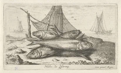 Sill i ett fiskenät Halec, Le Harang. (titel på objekt) Fiskar och andra havsdjur - saltvattens andra serie (serietitel) Poissons de mer (serietitel)