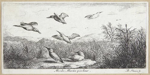 Kungsfiskaren (Alcedo)