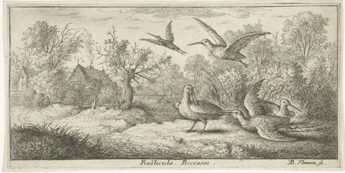 Landskap med morkullor; Rusticula. Becasse. (titel på objektet); Fågelbok (serietitel); Livre d