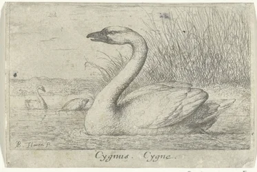 Landskap med svan Cygnus. Cygne. (titel på objekt) Tretton fågelarter (serietitel) Diuersae Auium Specie (serietitel)
