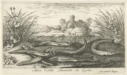 Loaches på en flodstrand Apua Cobitis fluuitilis. LaLoche. (titel på objekt) Fiskar och andra havsdjur - sötvattens andra serie (serietitel) Seconde partie de Poissons d