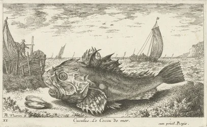Poon på stranden Cuculus. Le Coccu de mer (titel på objekt) Fiskar och andra havsdjur - saltvatten första serie (serietitel) Diverse Especes de Poissons de mer (serietitel)