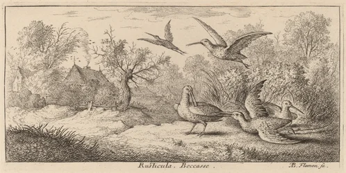 Rusticula, morkullan