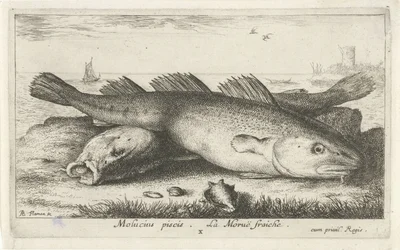 Två torskar på stranden Molucius piscis. La Morue fraiche. (titel på objekt) Fiskar och andra havsdjur - saltvattens andra serie (serietitel) Poissons de mer (serietitel)