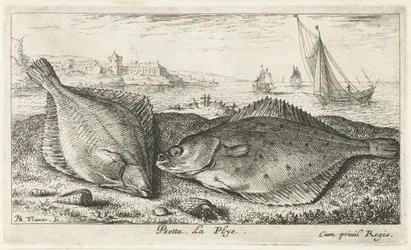 Två plattfiskar på stranden psetta. La Plye. (titel på objekt) Fiskar och andra havsdjur - saltvattens andra serie (serietitel) Poissons de mer (serietitel)