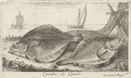 Två dabs på stranden limanda. La Limande. (titel på objekt) Fiskar och andra havsdjur - saltvatten tredje serie (serietitel) Poissons de mer (serietitel)