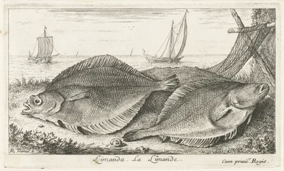 Två dabs på stranden limanda. La Limande. (titel på objekt) Fiskar och andra havsdjur - saltvatten tredje serie (serietitel) Poissons de mer (serietitel)