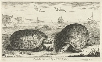 Två sköldpaddor på stranden testudo småbåtshamn; La Tortuë de Mer (titel på objekt) Fiskar och andra havsdjur - saltvattens andra serie (serietitel) Poissons de mer (serietitel)