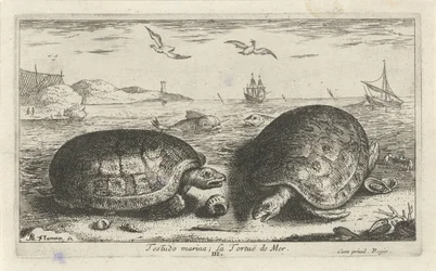 Två sköldpaddor på stranden testudo småbåtshamn; La Tortuë de Mer (titel på objekt) Fiskar och andra havsdjur - saltvattens andra serie (serietitel) Poissons de mer (serietitel)