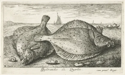 Två rödspätta på stranden Quadratulus. LeQuarlet. (titel på objekt) Fiskar och andra havsdjur - saltvatten tredje serie (serietitel) Poissons de mer (serietitel)