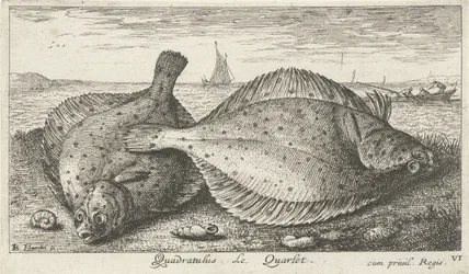 Två rödspätta på stranden Quadratulus. LeQuarlet. (titel på objekt) Fiskar och andra havsdjur - saltvatten tredje serie (serietitel) Poissons de mer (serietitel)